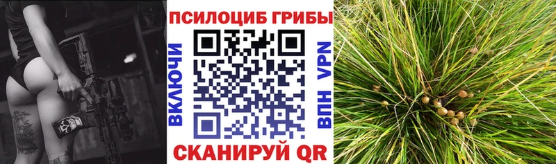 Псилоцибиновые грибы мухоморы  где купить наркоту  Стародуб 